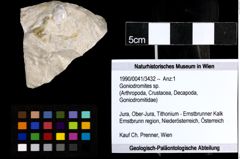 Foto (Objekt + Etiketten) von Goniodromites sp. 